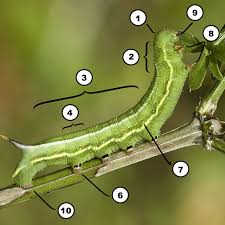We did not find results for: Insect Anatomy The Parts Of A Caterpillar