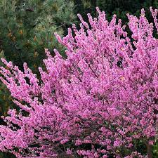 Check spelling or type a new query. Best Tree Finder Tree Wizard