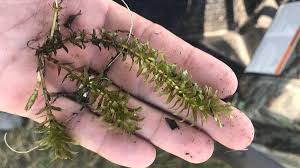 Image result for Hydrilla