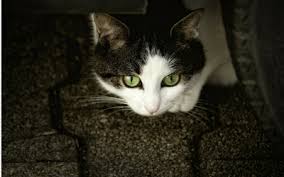 Check spelling or type a new query. Do Cats Mourn Vca Animal Hospital