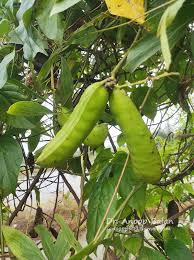 Image result for Canavalia gladiata