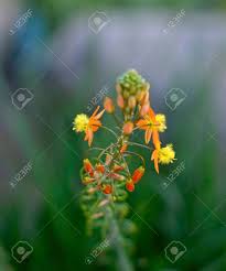 Succulent with orange yellow flowers. Agave Succulent Blooming Beautiful Flowers Of Yellow And Orange Stock Photo Picture And Royalty Free Image Image 40347362