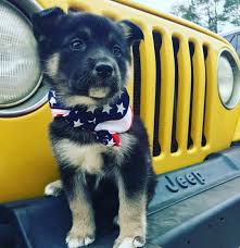 Tumblr Cute Baby Animals Cute Dogs Cute Funny Animals