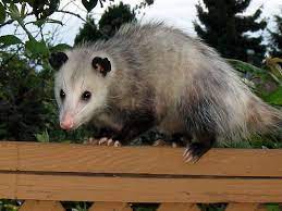 Virginia Opossums Have Opposable Thumbs On Their Hind Legs Description From Exploratorydruid Wordpress Com I Searched For This Opossum Animals Service Animal