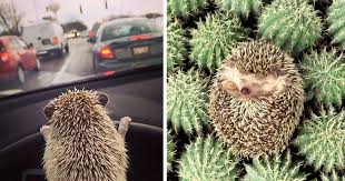 Bathtub full of foam with bubbles. 50 Adorable Pics To Celebrate Hedgehog Day Bored Panda