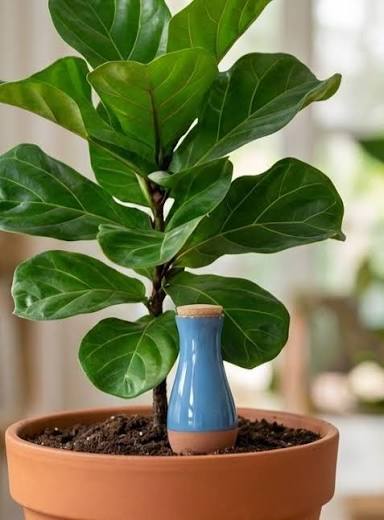 How Terracotta Watering Spikes Work | SmartiLiving