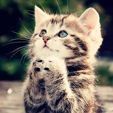Zooplus offers you the best online pet shop experience. 2019 New Hot Sale Pet Cat Picture 5d Diy Diamond Painting Kits Uk Vm7252 Kitten Pictures Kittens Cutest Cute Animals