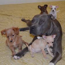 19 pit bull mixes that will make you scream i want one. Y All I M A Pit Bull Trying To Be A Chihuahua Lj Pemberton