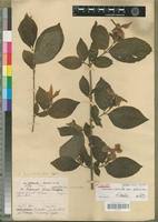 Image result for Heinsia