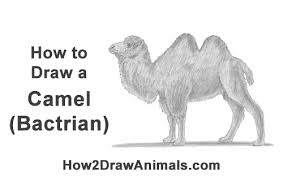 Camel clipart easy, camel easy transparent free for download on webstockreview 2020. How To Draw A Camel Bactrian
