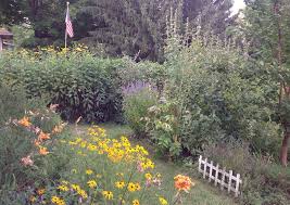 Sunchokes are a reliable source of food for your perennial garden and are easy to grow. Lillie House Permaculture The Sunchoke Or Jerusalem Artichoke