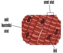 Pada komponen terdapat jaringan otot yaitu yang mengandung miosin dan filamen aktin. Jaringan Otot Pengertian Gambar Struktur Jenis Fungsi