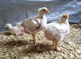 Check spelling or type a new query. 10 Things To Consider Before Raising Broilers Meat Chickens Oak Hill Homestead