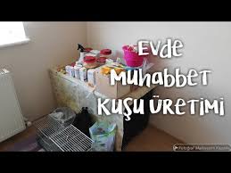 Muhabbet Kuslarimiza Kizistirici Mama Hazirladik Kuslarim Ciftlesmiyor Diyen Varsa Mutlaka Izlesin Youtube