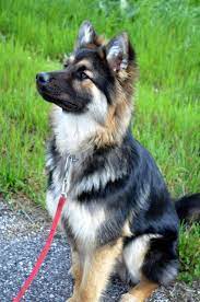 Pin On Berger Allemand