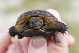The gopher tortoise is a representative of the g. Baby Gopher Tortoise Naturetime