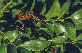 Image result for Scolopia