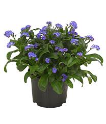 Vergissmeinnicht Dehner