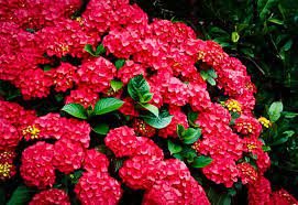 Cardinal Red Hydrangea Flower Garden Plants Flower Seeds Planting Hydrangeas