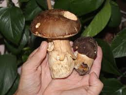 Pour ceux qui ne connaissent pas encore, vinted est un site pour revendre ses fringues, une sorte de leboncoin des vêtements, en gros. Cepes L Incroyable Poussee Tarn Et Garonne Montauban Le Petit Journal