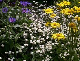 Anniversary flowers · birthday flowers · special offers How To Grow Baby S Breath Gardening Channel