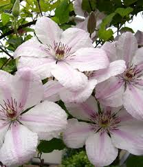 Check spelling or type a new query. John Paul Ii Clematis 1 Gallon Trellis Vines Perennial Clematis All Gardener Direct
