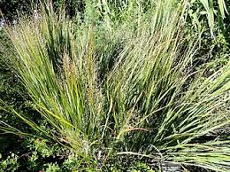 Image result for Panicum carneovaginatum