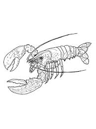 Maybe you would like to learn more about one of these? Maine Lobster Coloring Page Coloring Pages Outline Drawings Flower Coloring Pages