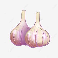 Varietas bawang brambang yang terkenal adalah cirebon, ampenan dan sumenep, sedangkan varietas bawang bombai antara lain red criole yellow grano, dan cairo. Gambar Elemen Bawang Putih Yang Dilukis Dengan Tangan Kartun Clipart Bawang Putih Kartun Tangan Dicat Png Dan Psd Untuk Muat Turun Percuma