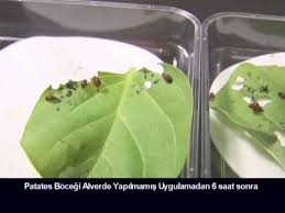 Patates Bocegi Domates Guvesi Yesilkurt Ve Prodenya Zararlilari Ile Mucadelede Son Perde Youtube