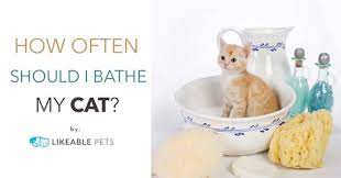 How Often Should I Bathe My Cat