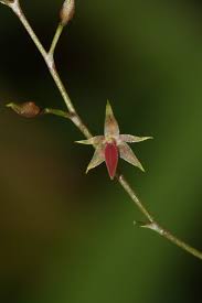 Image result for Microglossa densiflora