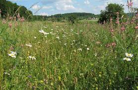 Image result for Rhaptopetalum evrardii