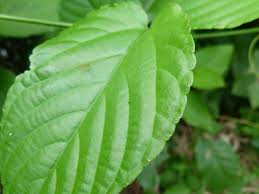 Image result for Gouania