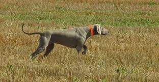 Chien De Chasse Wikipedia