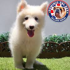 Shih Tzu ❤️✨ 𝗖𝗗𝗥 𝗗𝗢𝗠𝗜𝗡𝗜𝗢 𝗗𝗘𝗟 𝗥𝗘𝗬 . . . . . #bulldogingles  #bulldog #puppy #cachorro #bulldogfrances #frenchies #shihtzu #yorkshire