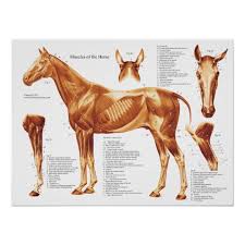 Horse Muscle Anatomy Chart