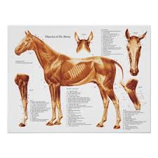 horse muscle anatomy chart