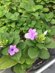 Image result for Barleria cristata