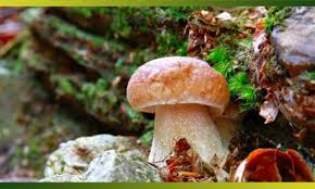 Une Bonne Cueillette De Cepes Et Autres Champignons Des Bois J En Ai Les Papilles Qui Fretillent Je Cuisine Mon Potager Cueillette Champignon Champignon Des Bois