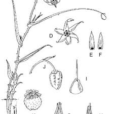 Image result for Walleria mackenziei