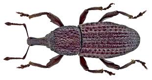 Image result for Plinthus