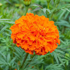 Image result for tagetes)