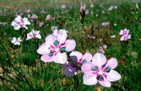 Image result for Aristea