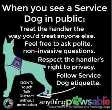 Check spelling or type a new query. Follow Service Dog Etiquette Service Dogs Psychiatric Service Dog Service Dog Quotes