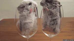 Wifflegif has the awesome gifs on the internets. Chinchilla Tiere Animais Gif Find On Gifer