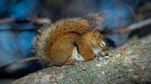 25 Aww Worthy Photos Of Animals Sleeping Best Life Red Squirrel Animal Photo Sleeping Puppies