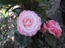 Camellias Nuccio S Cameo N Camellia Cameo Botanical Gardens