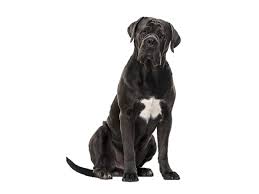 aysu yigiter adli kullanicinin backlinks panosundaki pin labrador yavrulari kopek turleri cane corso