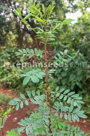 Image result for Indigofera astragalina